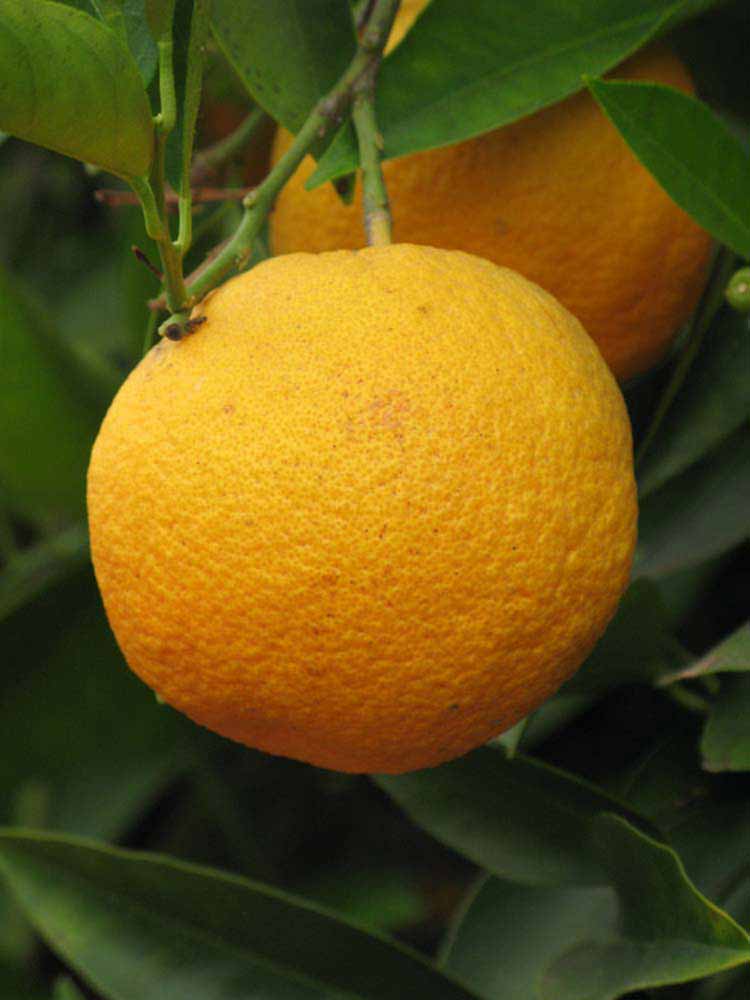            Fruit (Rotuma Island, Riverside, CA)   